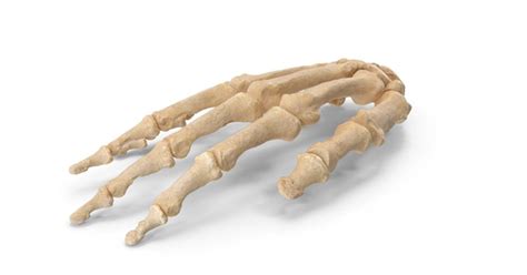 Human Hand Bones Anatomy, 3D - Envato Elements