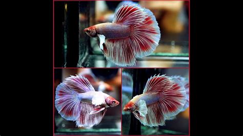 Live Betta Fish Purple Blue Red Burgundy Dumbo Big Ears Halfmoon Hm