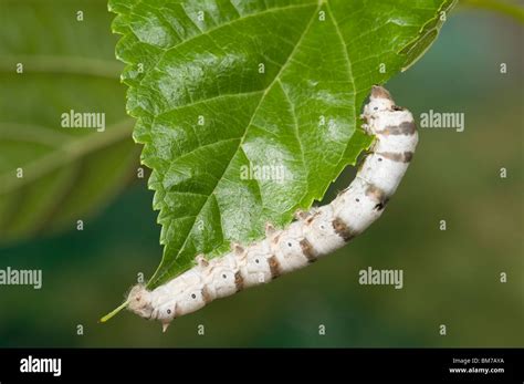 Silkworm Caterpillar Feeding On Mulberry Leaf Stock Photo Alamy