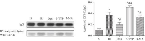 Dex maintained mitochondrial function in the hippocampus after HIR. (a ... 