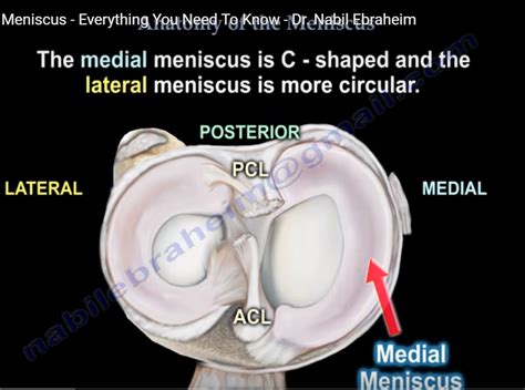 Anatomy of the Meniscus — OrthopaedicPrinciples.com