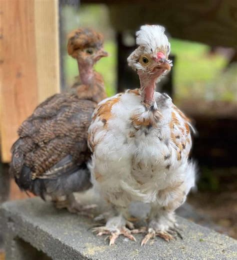 Naked Neck Chicken Eggs Height Size And Raising Tips