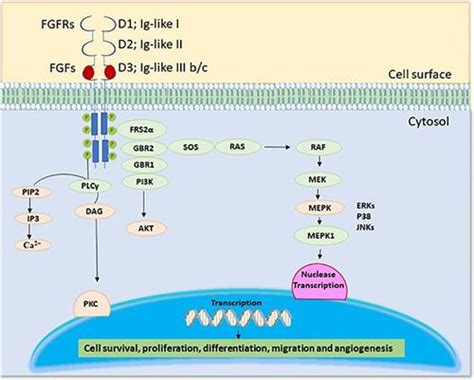 Journal Of Cellular Physiology X Mol