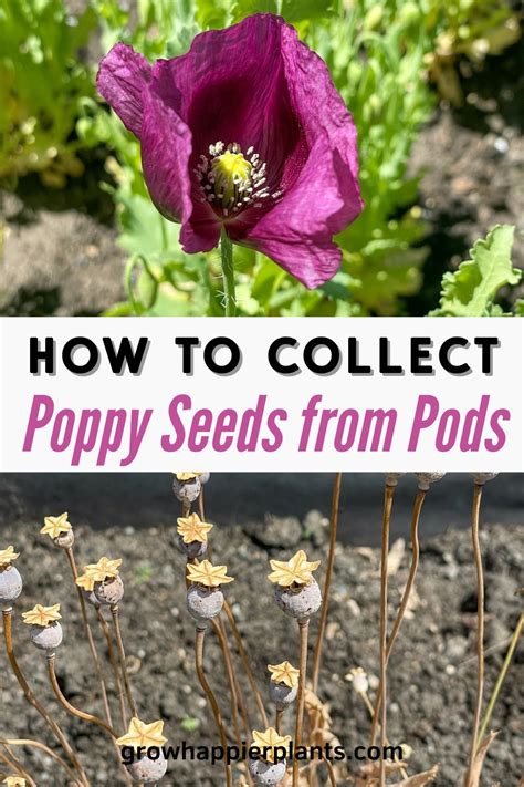 How To Grow Poppies From Seed Artofit