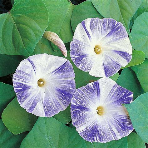 Jual Morning Glory Flying Saucer Mix 10 Biji Benih Biji Bibit Tanaman