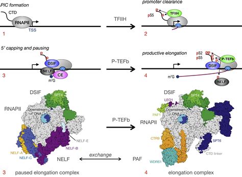 P TEFb The Master Regulator Of Transcription Elongation Molecular Cell