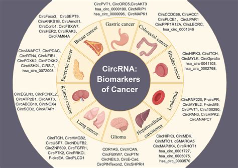 Circular RNAs Biomarkers Of Cancer Cui 2022 Cancer Innovation