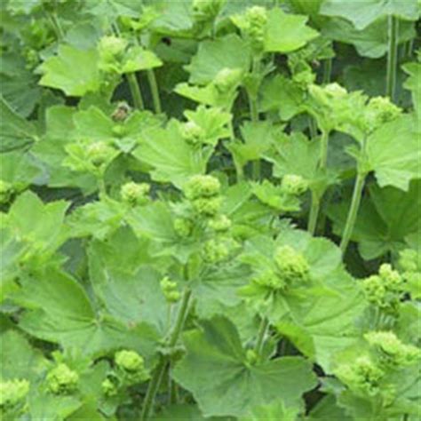 Alchemilla Epipsila Une Plante Vivace Du Jardin Du Morvan La Pépinière