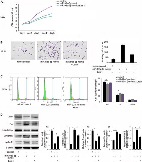 Frontiers MiR 92a 3p Promoted EMT Via Targeting LATS1 In Cervical