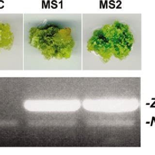 Morphology Of Tobacco Callus Cells Overexpressing Maize Abp In