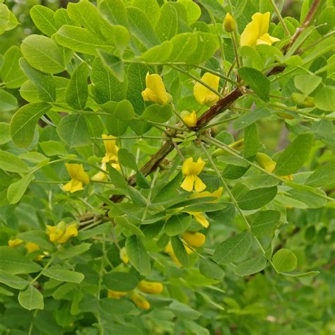 Erbsenstrauch Caragana Arborescens