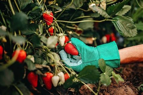 Cara Merawat Strawberry Agar Berbuah Cepat Dan Lebat