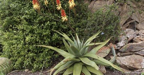 Cómo Cuidar Y Cultivar Aloe Vera Africano Jardín De Nod