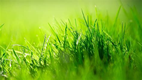 Green Grass Wallpapers 4k Hd Green Grass Backgrounds On Wallpaperbat