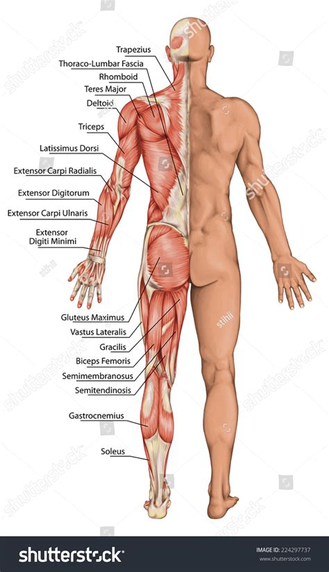 Anatomical Board Male Anatomy Mans Anatomical Ilustraci N De Stock