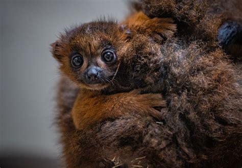 Red-Bellied Lemur Born at UK Zoo