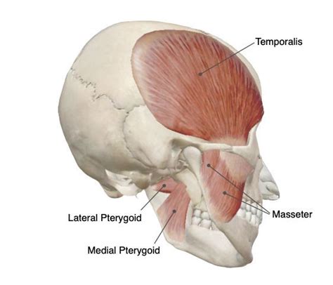 Spotlight On The Chewing Muscles The Muscles Of Mastication I E The