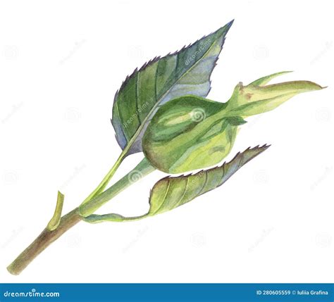 The Rosebud Is Still Closed On A Twig With Leaves Watercolor