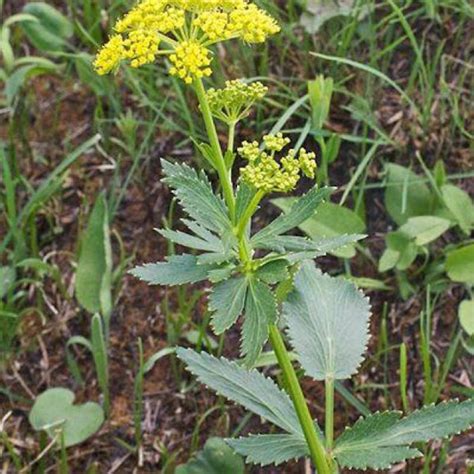 Wild Parsnip Project Noah