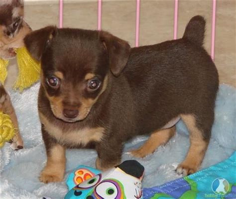 Chocolate Rat Terrier Puppy Rat Terriers Rat Terrier Puppies