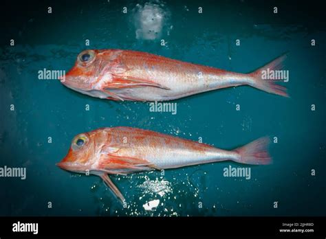 A Look At Life In New Zealand Freshly Landed Catch From A Deep Sea