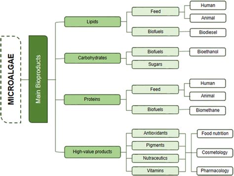 Main bioproducts obtained from microalgal biomass and their ...