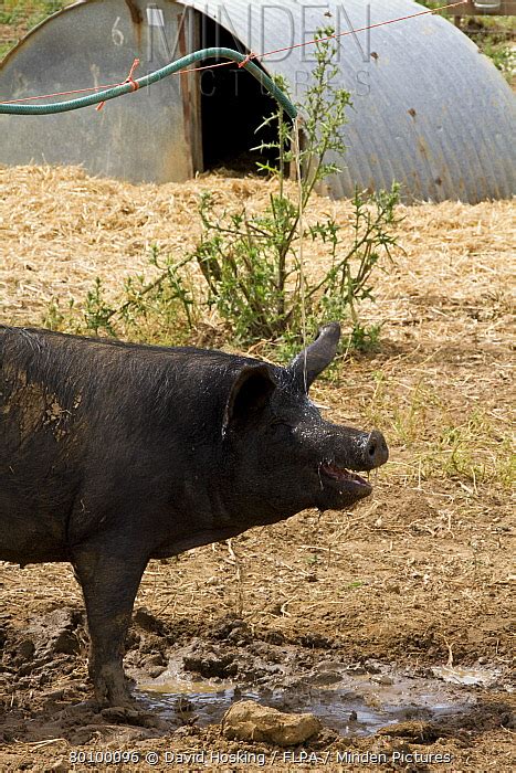 Large Black Pig stock photo - Minden Pictures