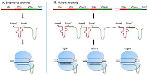 The Polycistronic Trna Grna Ptg Crispr Crispr Associated Protein