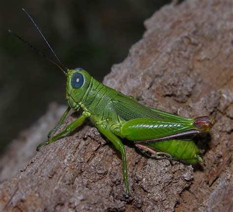 Blue Eyed Grasshopper Peruvian Amazon A Photo On Flickriver