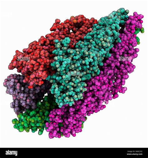 Nicotinic Acetylcholine Receptor Computer Model Showing The Structure