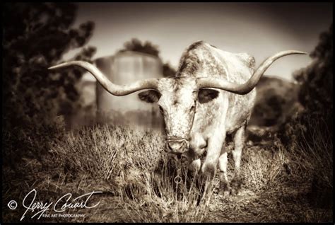 Texas Longhorn Art Prints, Cowboy Cattle Photo Art, Cattle Steer, Texas ...