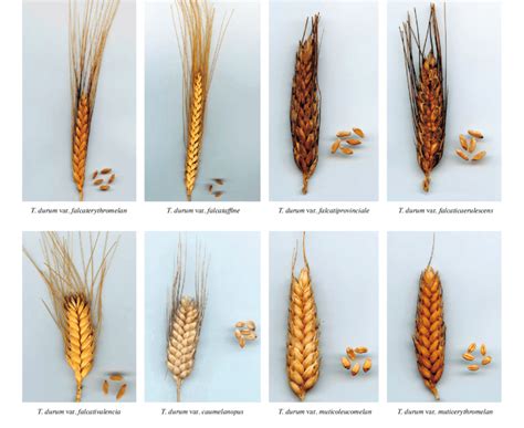 Durum Wheat