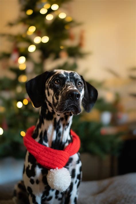 Hope you all had a great Christmas. : dalmatians