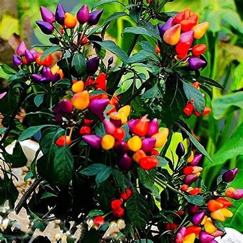 Heirloom Thai Sun Hot Pepper Seeds Capsicum Annuum Ornamental Plants