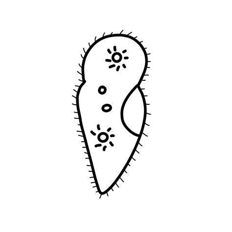 paramecium Hand drawn organic line doodle 32986986 PNG