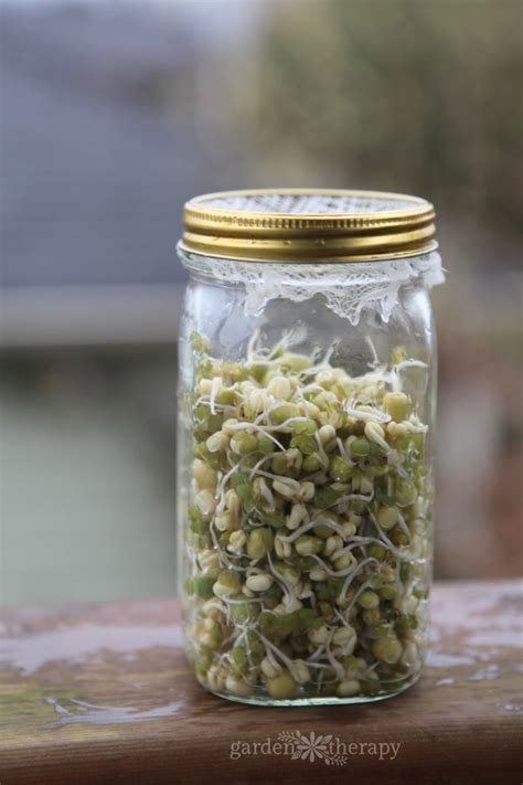 Mason Jar Sprouts: Mung Beans and Green Peas - Garden Therapy