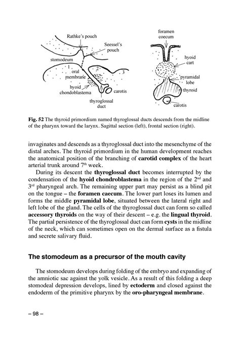 Thyroglossal Duct Embryology