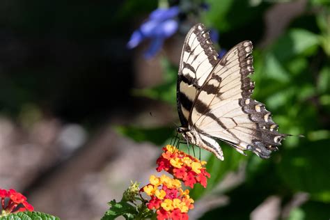 Tiger Swallowtail Butterfly Lowell Mi Vaughn Morrison Flickr