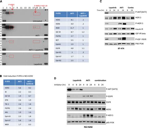 Akt Inhibition Relieves Feedback Suppression Of Receptor Tyrosine