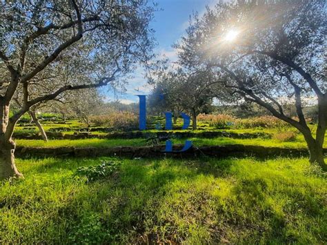 Terreno Agricolo Strada Comunale Torre Amalfitano Bagheria Rif