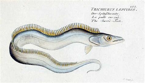 Cutlassfish Fishing Guide: How to Catch Trichiurus lepturus