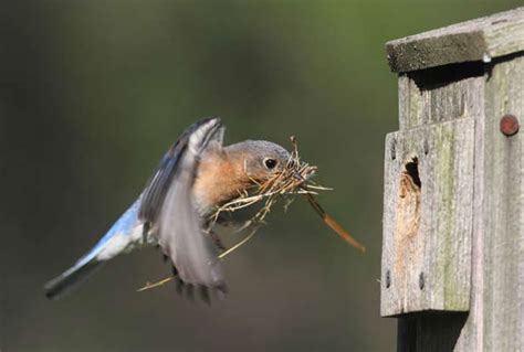 15 Ways To Attract More Birds To Your Garden