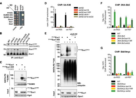 Slx5 Slx8dependent Ubiquitin Hotspots On Chromatin Contribute To