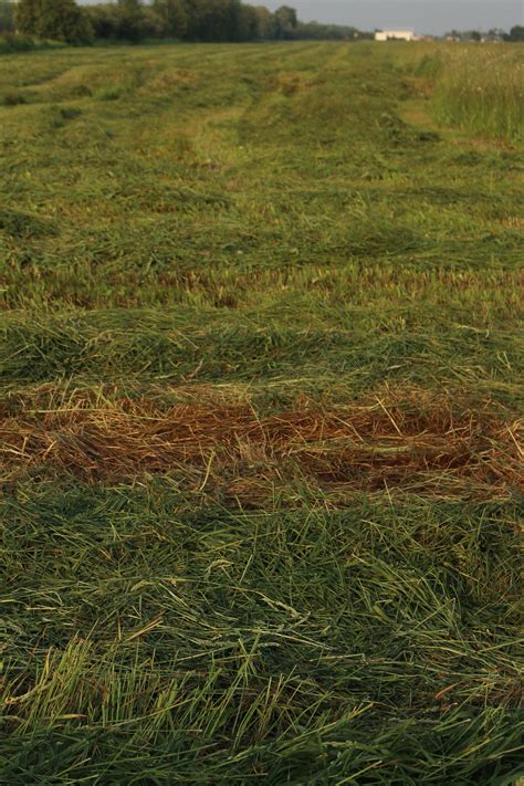 Farm Crop Harvest Free Stock Photo - Public Domain Pictures