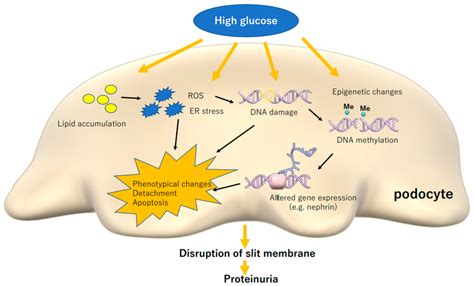 High Glucose And Induced Lipotoxicity Causes Stress Reactions In