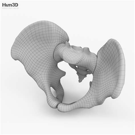 Pelvis D Model Anatomy On Hum D