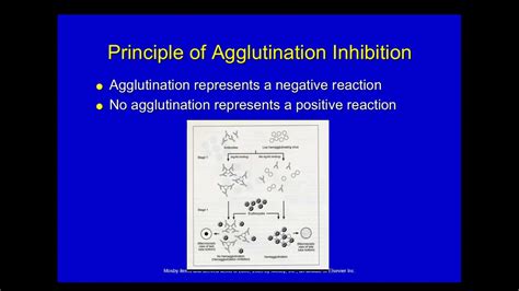 Agglutination - YouTube