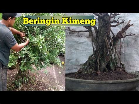 Proses Pemindahan Bahan Bonsai Kimeng Dari Grounding Ke Pot YouTube