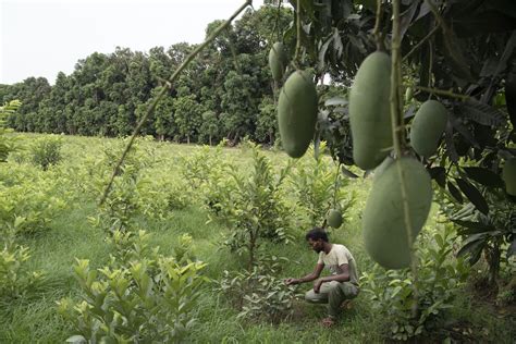 Lloran A Una V Ctima De La Ola De Calor El Mango El Rey De Las Frutas