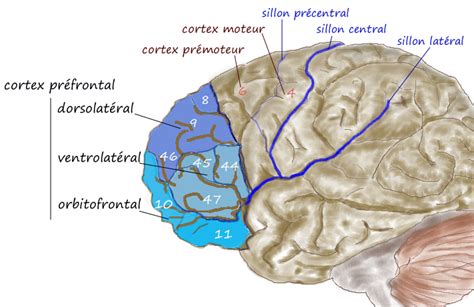 Dorsolateral Prefrontal Cortex Wikipedia